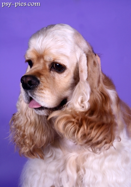 Amerykański spaniel