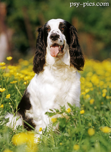 Springer spaniel