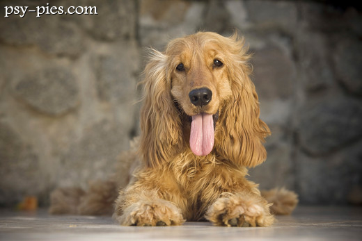 Cocker spaniel