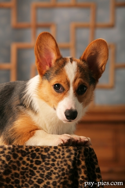 Welsh corgi pembroke