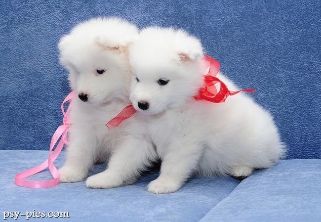 Szczeniaki Samoyed