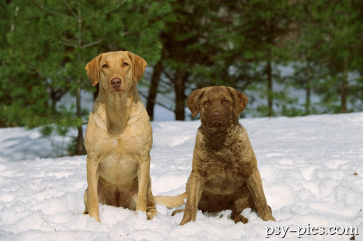 Chesapeake Bay Retrievery