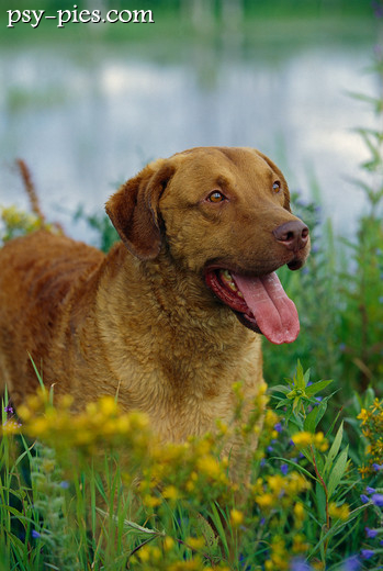 Chesapeake Bay Retriever