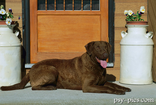 Chesapeake Bay Retriever