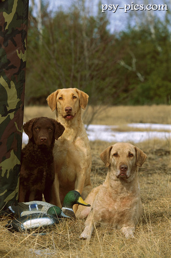 Chesapeake Bay Retrievery