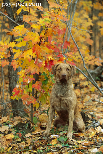 Chesapeake Bay Retriever