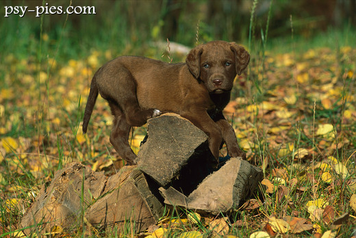 Chesapeake Bay Retriever