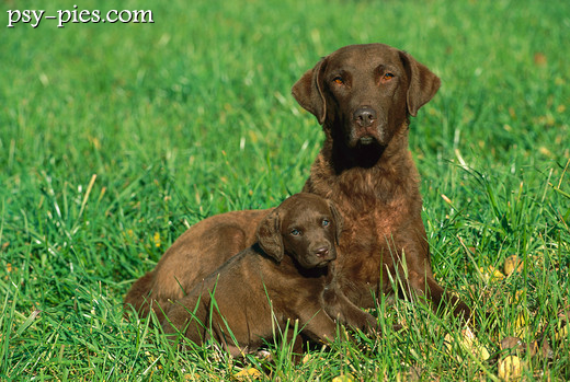 Chesapeake Bay Retriever