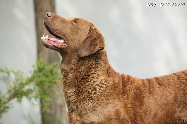 Chesapeake Bay Retriever