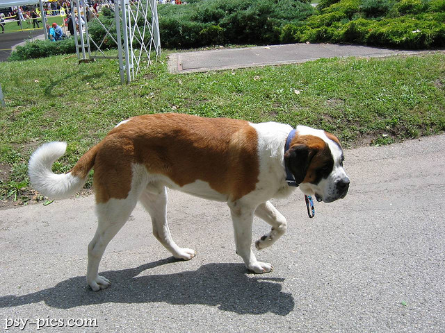 Bernardyn krótkowłosy