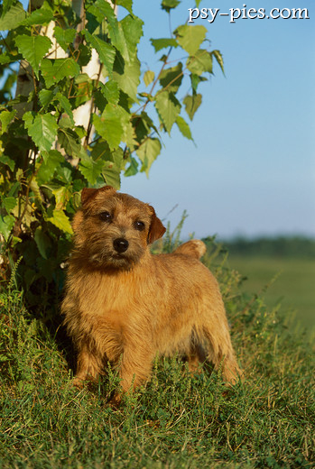 Norfolk terrier, mały terier z opadającymi uszami