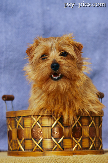 Norfolk terrier w umaszczeniu rudym