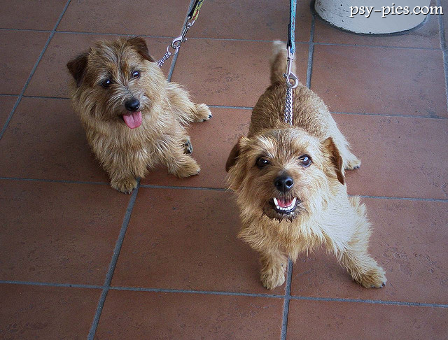 Dwa psy rasy norfolk terrier