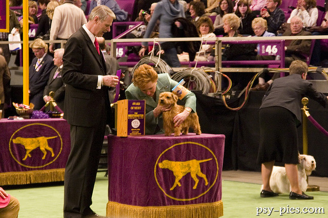 Norfolk terrier na wystawie psów