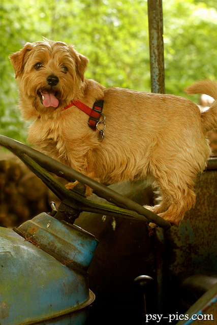 Norfolk terrier w traktorze na wsi