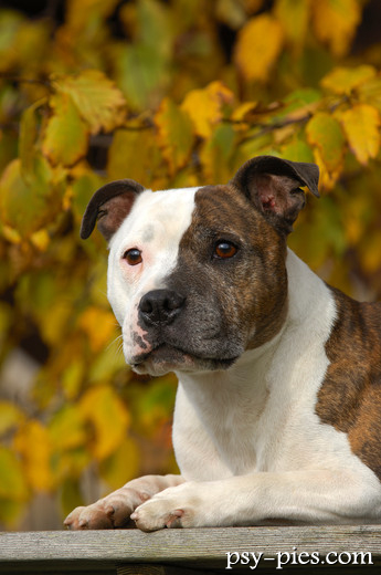 Staffordshire Bull Terrier