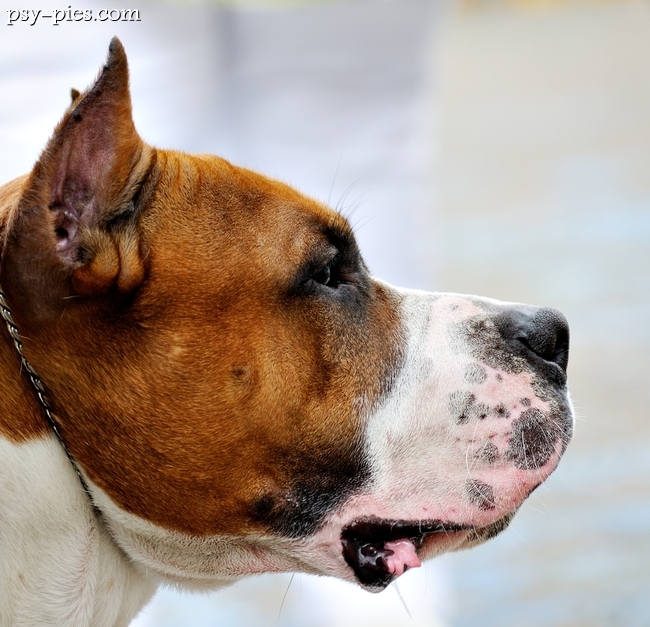 Staffordshire Bull Terrier