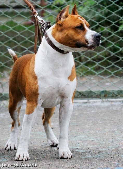 Staffordshire Bull Terrier