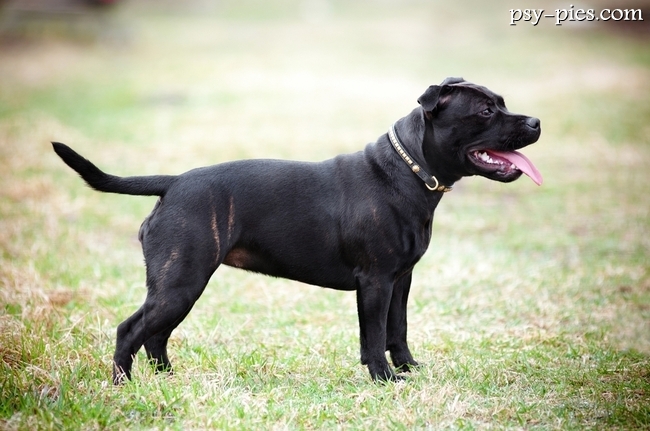 Staffordshire Bull Terrier