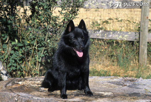 Schipperke