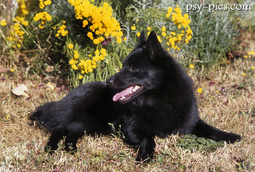 Schipperke