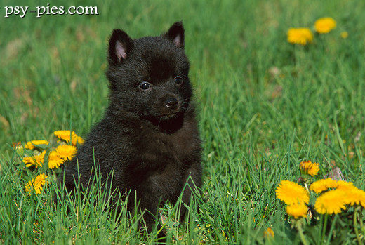 Szczeniak Schipperke