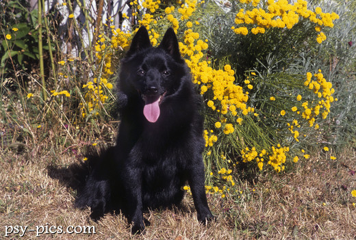 Schipperke