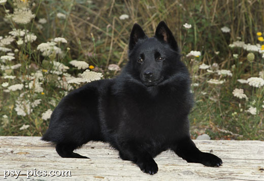 Schipperke