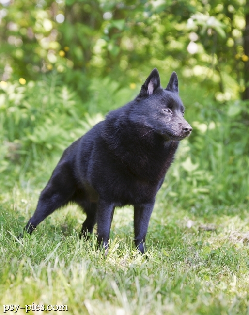 Schipperke