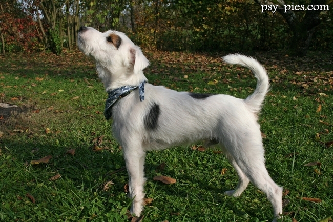 Parson Russell Terrier