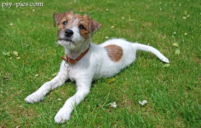 Parson Russell Terrier