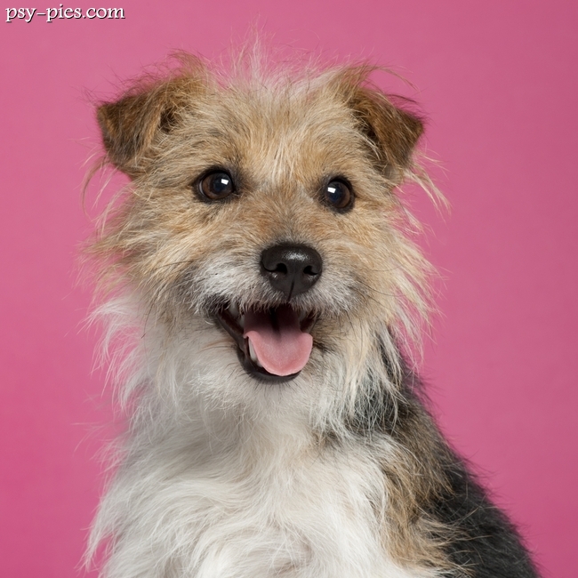 Parson Russell Terrier