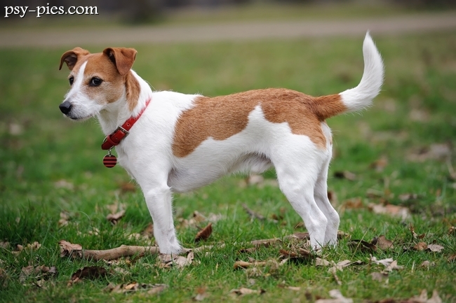 Parson Russell Terrier