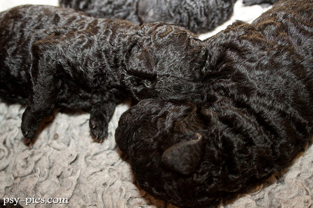 Szczenięta rasy curly coated retriever