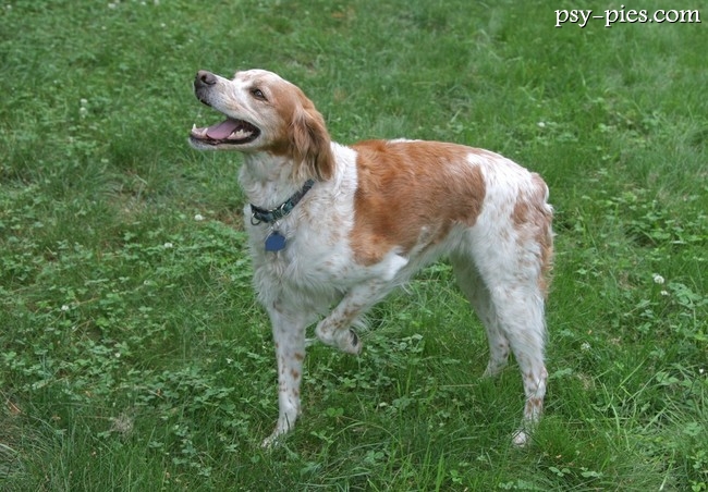 Zdrowy brittany spaniel na spacerze