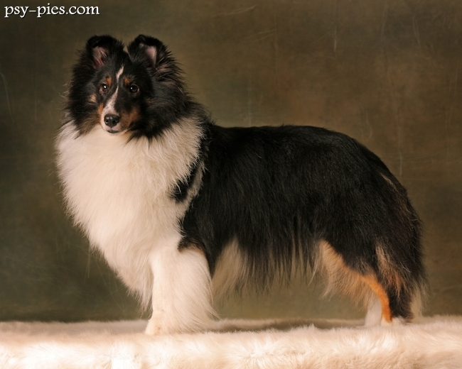 Owczarek szetlandzki sheltie o długiej sierści