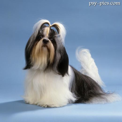 Piesek shih tzu z kitką na głowie