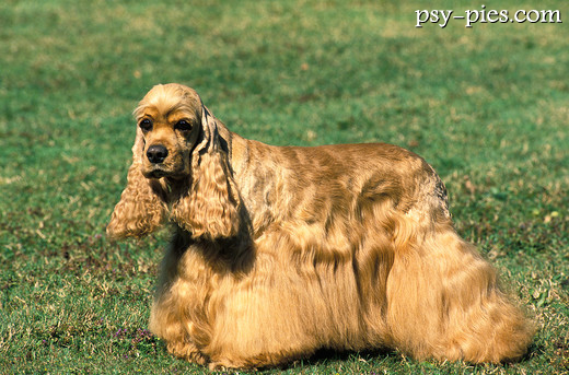 Cocker spaniel amerykański o długich uszach