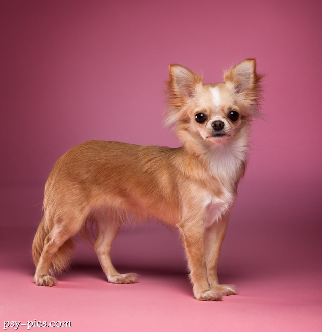 Piesek chihuahua, jedna z najmniejszych ras psów