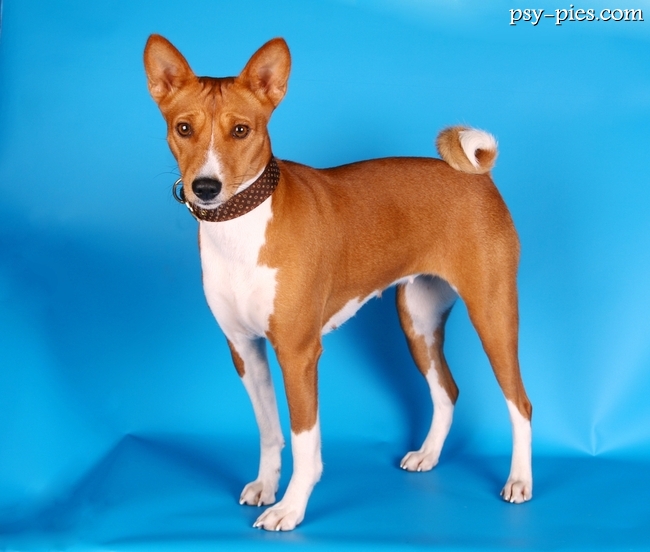 Pies rasy basenji ze zwiniętym ogonem
