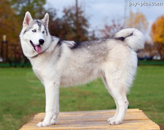 Siberian husky o niebieskich oczach