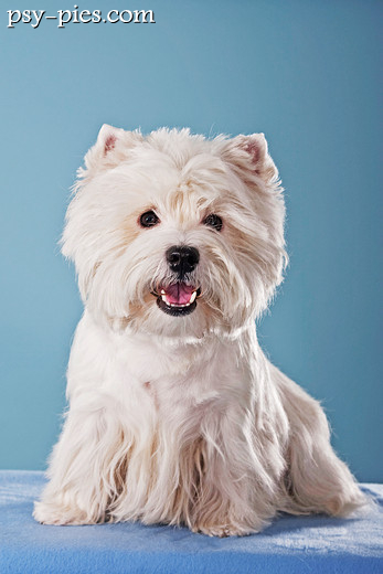 West highland white terrier, mały biały terier