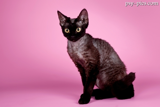 Devon rex, rasowy kot o kręconej sierści