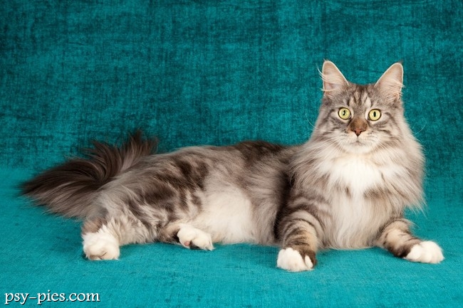 Maine coon, jedna z ras kotów dogadujących się z psem