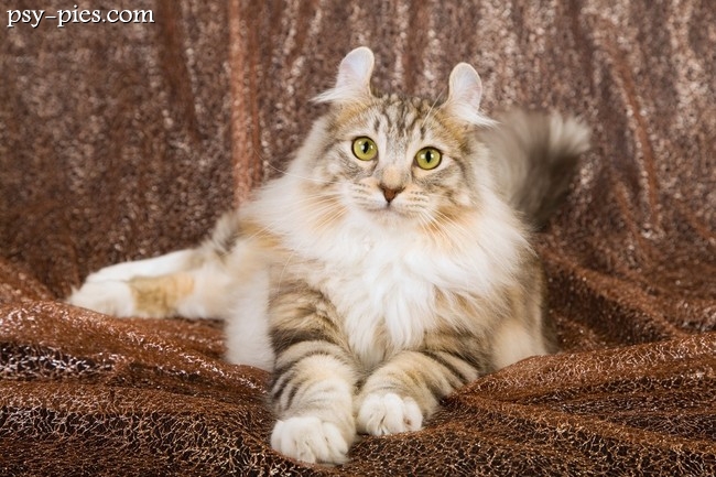 American curl w domu