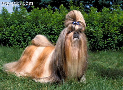 Shih Tzu