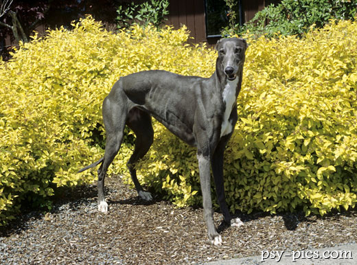 Chart angielski Greyhound