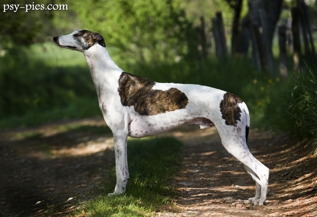 Greyhound
