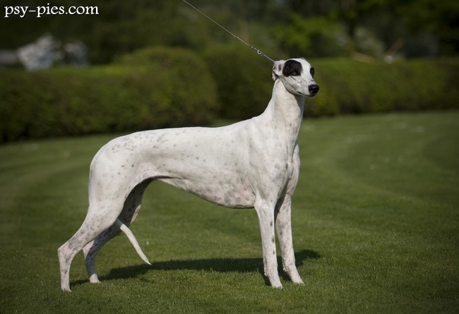Chart Greyhound