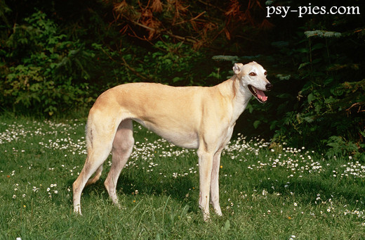 Chart angielski Greyhound